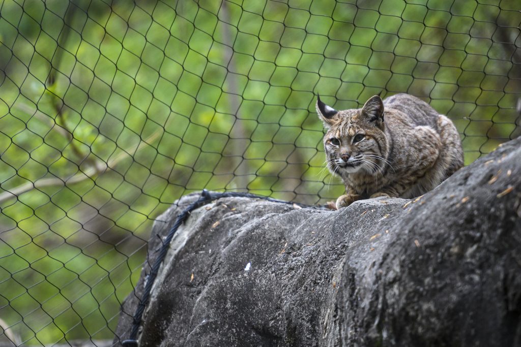 A bobcat in an enclosure at the Maryland Zoo.