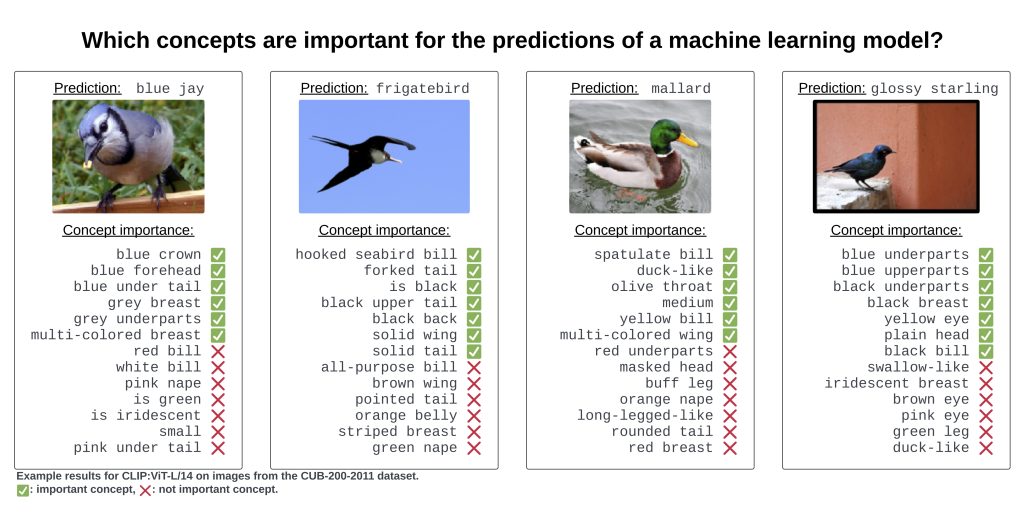 Which concepts are important for the predictions of a machine learning model? Prediction: blue jay. Bird image. Concept importance: blue crown, blue forehead, blue under tail, grey breast, grey underparts, and multi-colored breast all have checkmarks. Red bill, white bill, pink nape, is green, is iridescent, small, and pink under tail all have Xs. Prediction: frigatebird. Bird image. Concept importance: hooked seabird bill, forked tail, is black, black upper tail, black back, solid wing, and solid tail all have checkmarks. All-purpose bill, brown wing, pointed tail, orange belly, striped breast, and green nape all have Xs. Prediction: mallard. Bird image. Concept importance: spatulate bill, duck-like, olive throat, medium, yellow bill, and multi-colored wing all have checkmarks. Red underparts, masked head, buff leg, orange nape, long-legged-like, rounded tail, and red breast all have Xs. Prediction: glossy starling. Bird image. Concept importance: blue underparts, blue upperparts, black underparts, black breast, yellow eye, plain head, and black bill all have checkmarks. Swallow-like, iridescent breast, brown eye, pink eye, green leg, and duck-like all have Xs. Example results for CLIP:ViT-L/14 on images from the CUB-200-2011 dataset. Checkmark: important concept, X: not important concept.